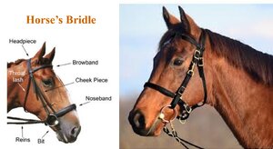 Horse’s Bridle.png